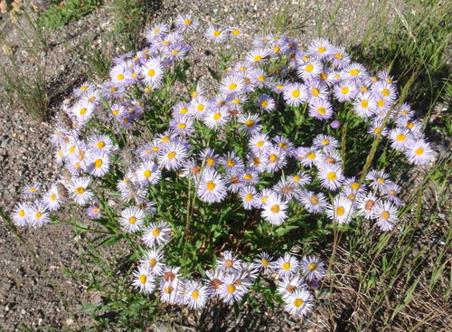 Purple Petal Daisies.